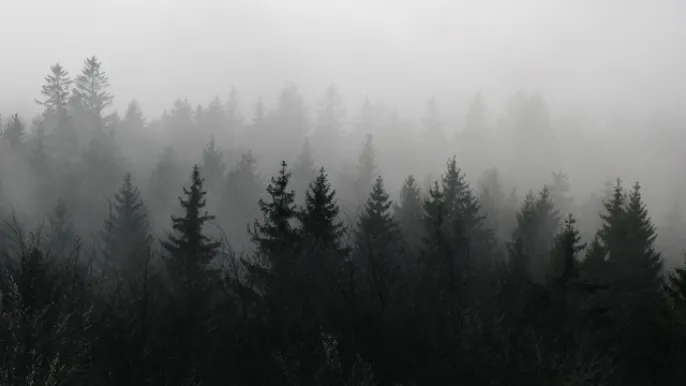 Wald im Nebel (Foto: David Jufer) Wald im Nebel: Hagenturm Schaffhausen (Foto: David Jufer)