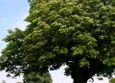Grosser Baum (Foto: Kirchenweb Bilder)