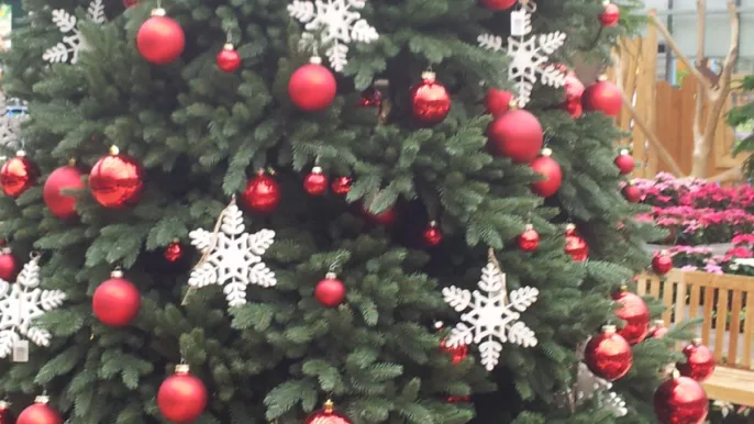 Weihnachtsbaum (Foto: Susanne Bolt)